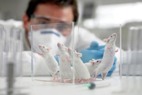 تامین حیوانات آزمایشگاهی برای کارهای پژوهشی در دانشگاه علوم پزشکی تبریز