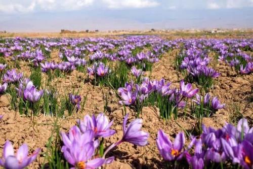 زعفران کدام مناطق ایران اثر ضد سرطانی بیشتری دارند؟