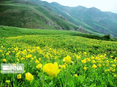 كنگره بین المللی زیست فناوری گیاهان دارویی در زنجان