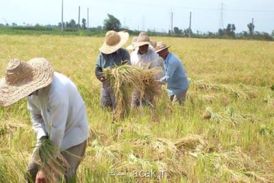 تاثیر سالخوردگی نیروی كار بر وضعیت كشاورزی