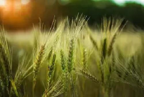 برگزاری نخستین همایش بین المللی غذای طیب