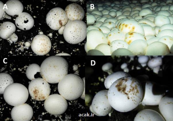 شناسایی باکتری های مضر برای قارچ خوراکی توسط پژوهشگران دانشگاه تهران
