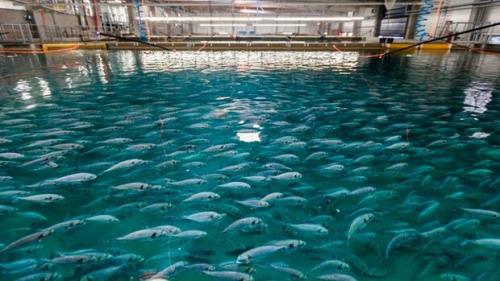 دانش بنیان ها دستگاه های نانواکسیژن برای مزارع آبزی پروری ساختند