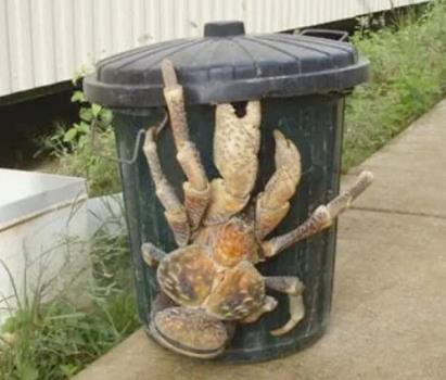 موجود عجیبی که در کنار یک سطل زباله پیدا شد!