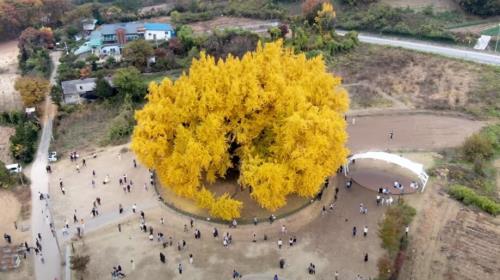 این درخت اعجاب انگیز ۸۶۰ سال قدمت دارد