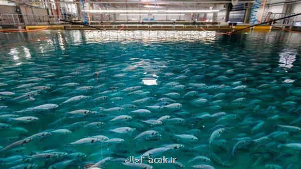 دانش بنیان ها دستگاه های نانواکسیژن برای مزارع آبزی پروری ساختند