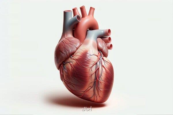 امیدی تازه برای درمان نقص های مادرزادی قلب و نارسایی های قلبی