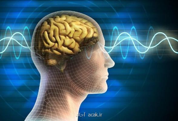 محققان تربیت مدرس دستگاه تحریک الکتریکی مغز و عضله ساختند