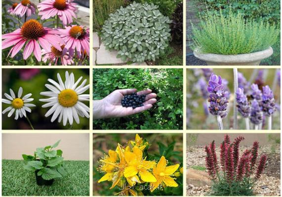 ثبت پایگاه داده های صفات كاركردی گیاهان ایران در پایگاه جهانی TRY