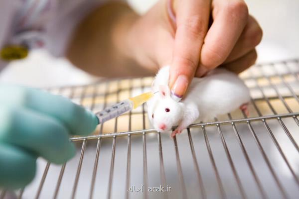معرفی روشی برای استخراج نوعی سلول از مغز موش آزمایشگاهی بالغ
