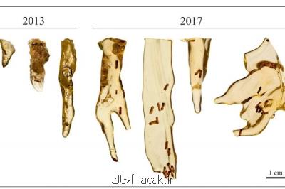 استخراج موفق دی ان ای از فسیل حشرات