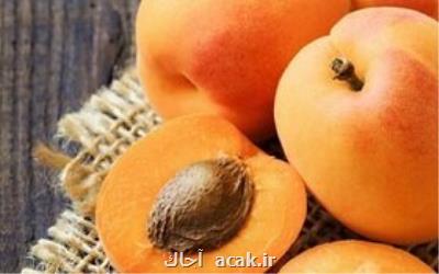 تاثیر عصاره هسته زردآلو بر سرطان پانكراس