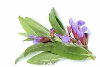 عصاره ای كه موجب مرگ سلول های سرطان ریه می شود